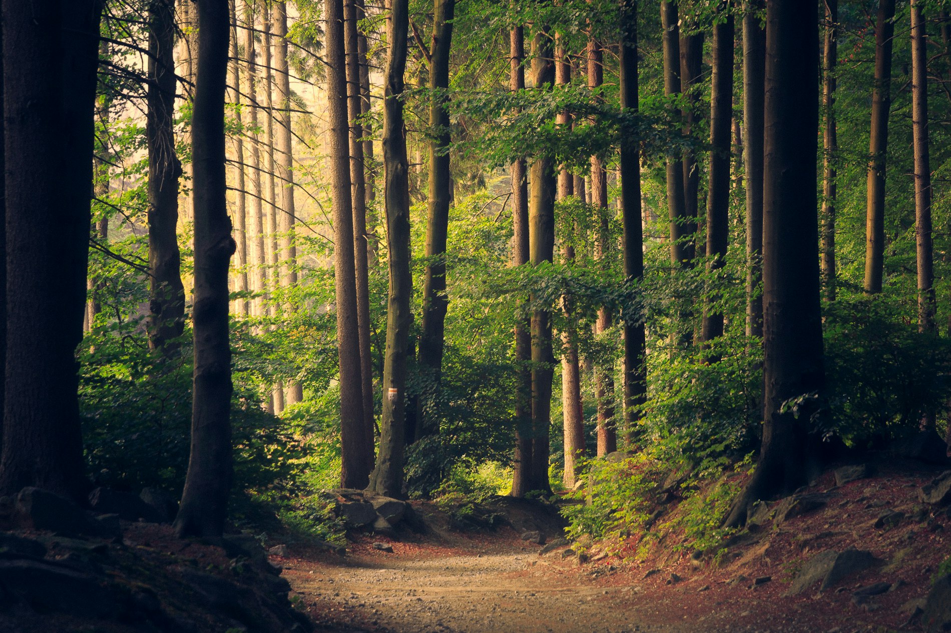 Forest trail in cottage country